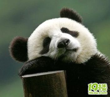 熊猫原来是吃肉地