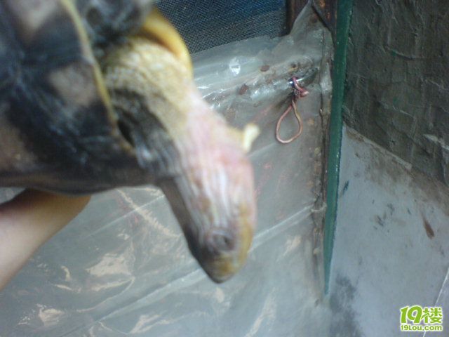 救命啊 我的乌龟快死了,好心人帮忙看看是什么