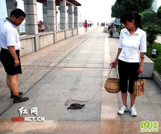 乌龟通人性 一女士江边遛龟成奇闻