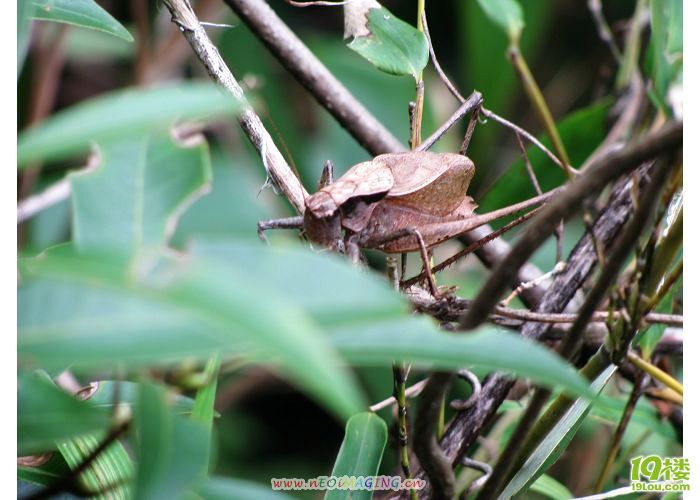 自驾游神农川东天目