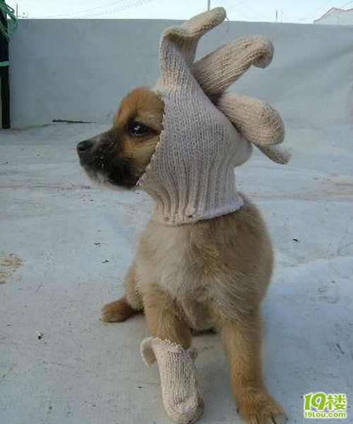 趣味设计-超级无敌搞笑狗狗