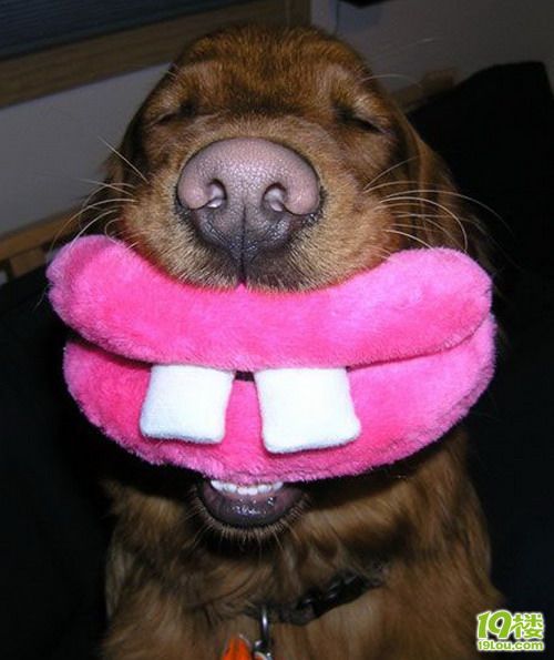 趣味设计-超级无敌搞笑狗狗