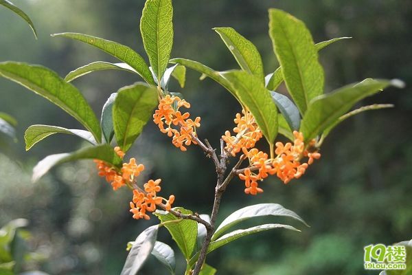 搶大香林門(mén)票,賞史上最牛桂花