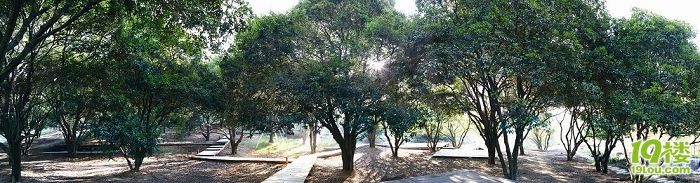 搶大香林門(mén)票,賞史上最牛桂花