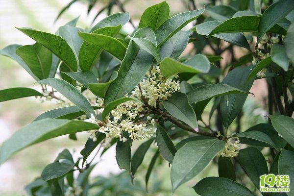 搶大香林門(mén)票,賞史上最牛桂花