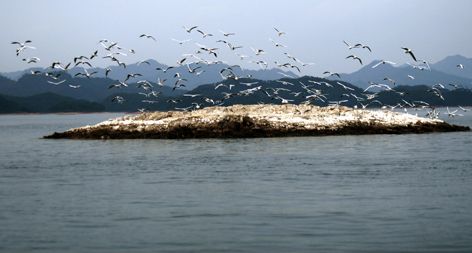 千岛湖鸟岛图片