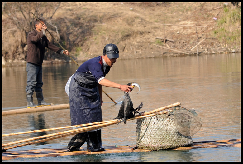 鱼鹰·渔夫