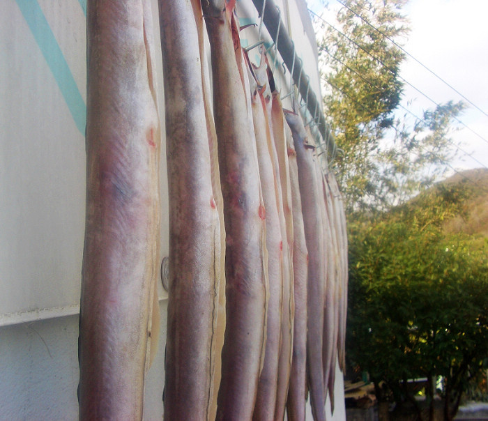 舟山土特产[朱家尖渔夫自捕自晒的风鳗]!