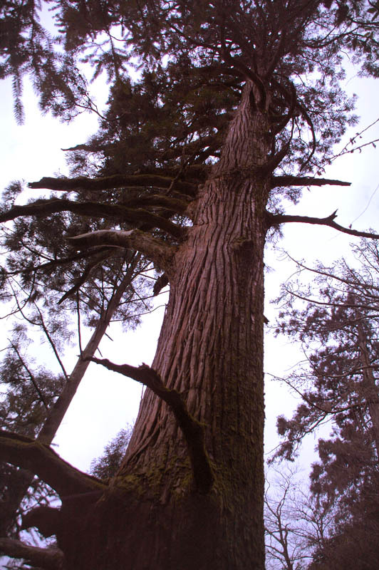 巨树_世界之树是什么树种