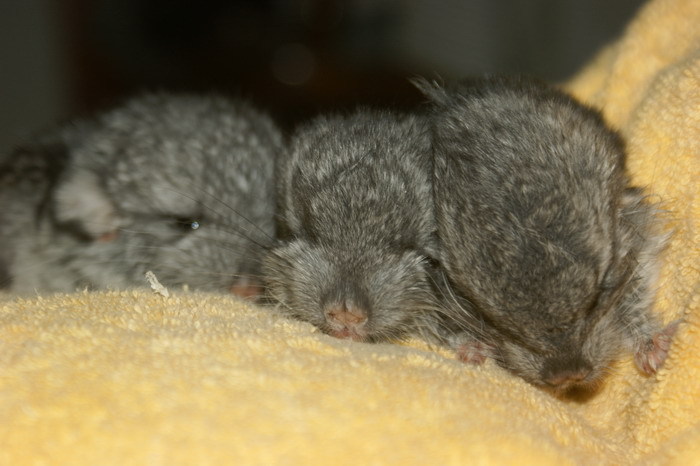 8月2号出生龙猫