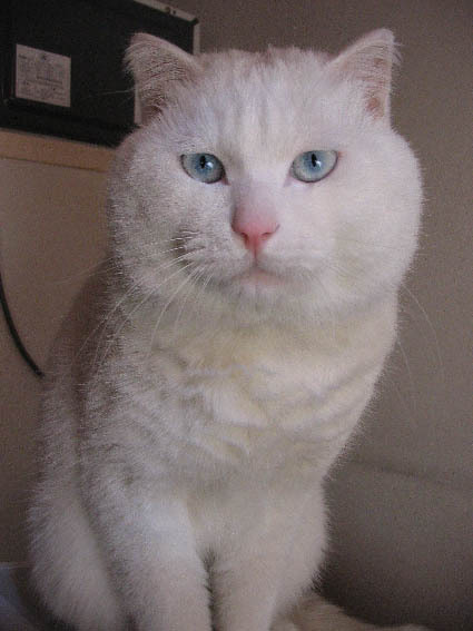 我爱睡觉和吃,所以我叫胖胖