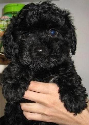 极品黑泰迪宝宝特卖1200包.