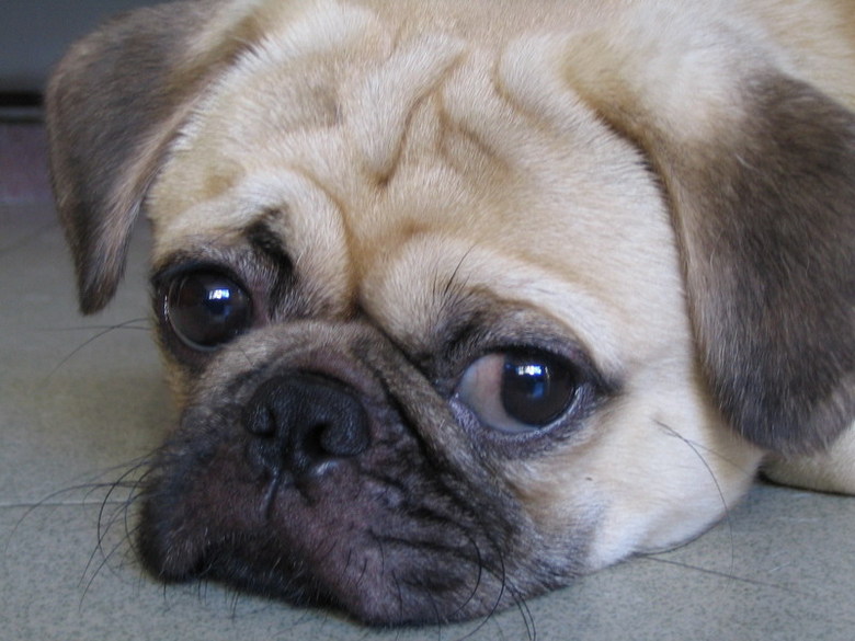 世界名犬终极资料介绍巴哥犬pugs一新增大量图片请各位也不断补充