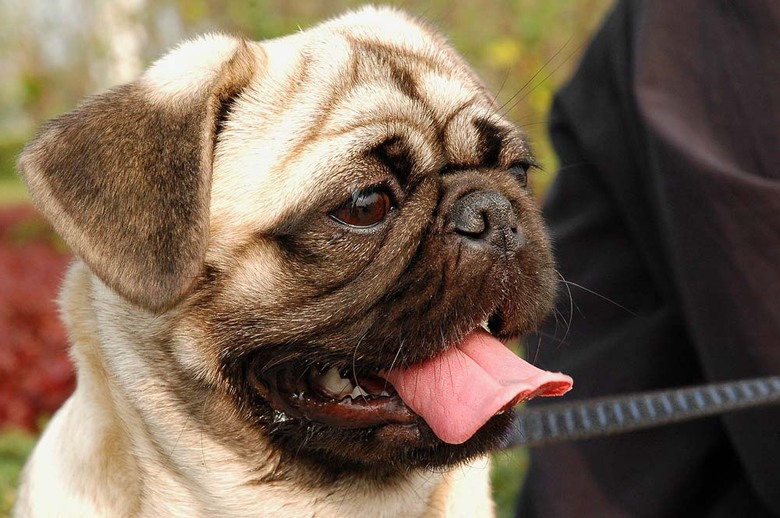 世界名犬終極資料介紹巴哥犬pugs一新增大量圖片請各位也不斷補充