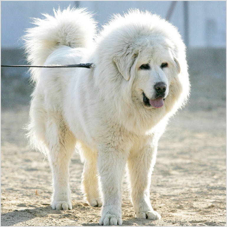 家养·难得一见的雪獒·金獒,觅有缘人