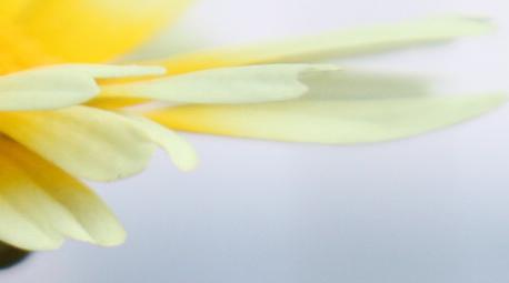 最爱英文歌-Flower in december