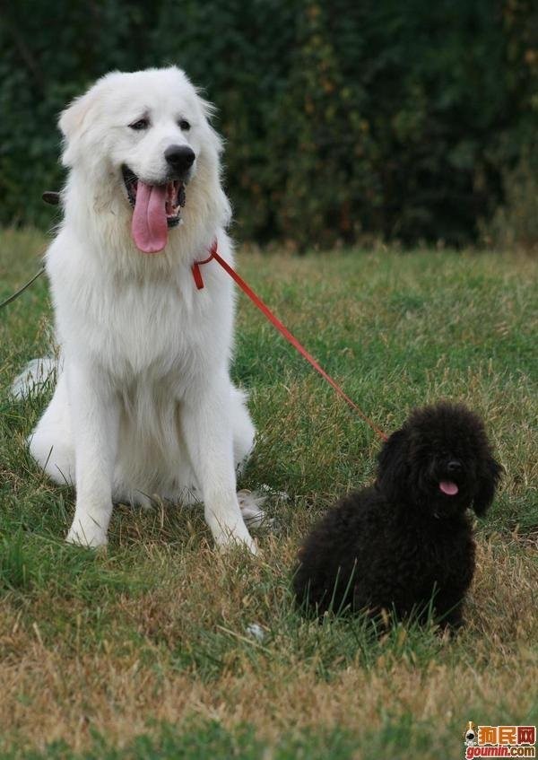 喜欢狗狗的不进来就亏大了.