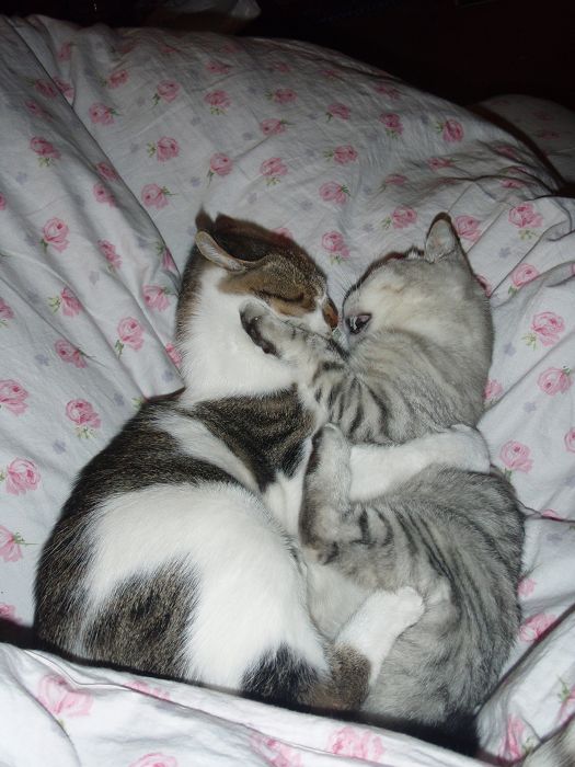 土猫姐姐和卷耳妹妹一起找领养有图