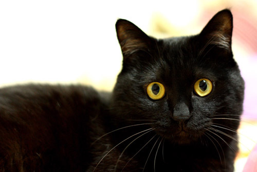 有爱的土猫也风光!---小黑猫墨墨写真集(2页更新)