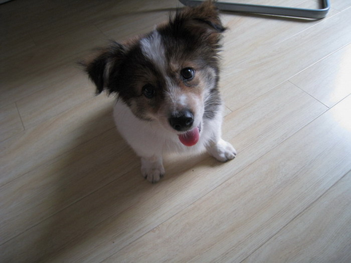 三个月大狗狗找个新主人