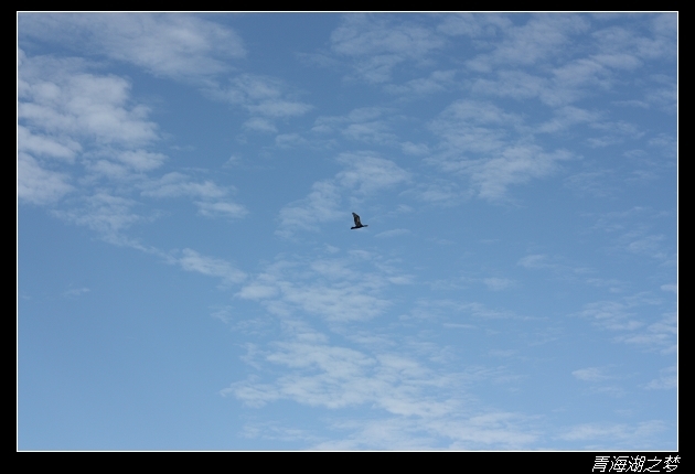 【原创大片】骑行青海湖,只要有梦想···-第