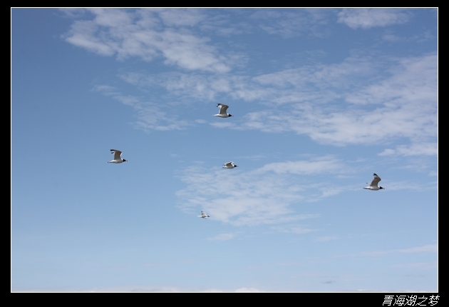 【原创大片】骑行青海湖,只要有梦想···-第