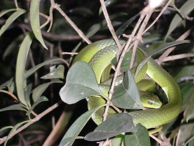 周二 千人洞 发现条青色的蛇  有美女湿身哦