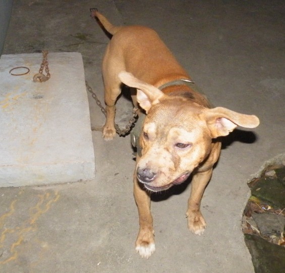 ★☆★☆★☆→深夜除一害``````