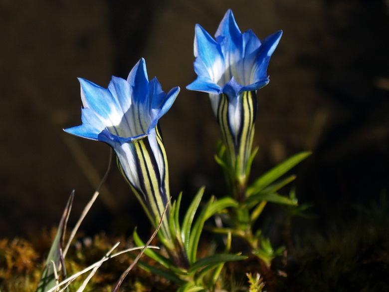 高原龙胆花