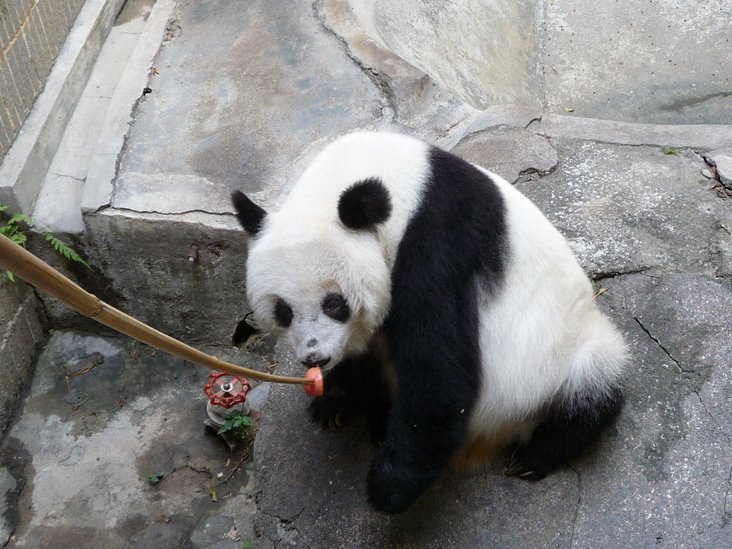 大熊猫永巴图片