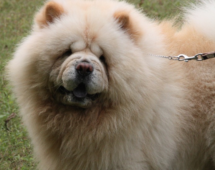 赛级白松狮金刚直子现接受对外配种-宠物相关交易区-杭州19楼手机版