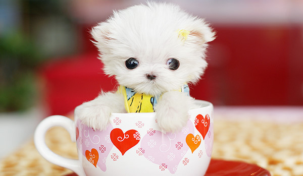 可爱至极茶杯犬