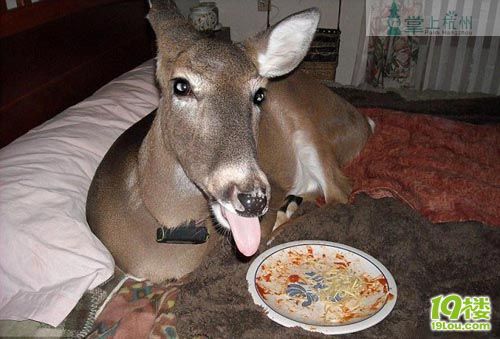 这只宠物鹿太奢侈 在床上吃意大利面