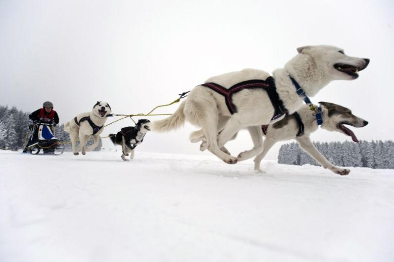 狗拉雪橇大赛(高清组图)