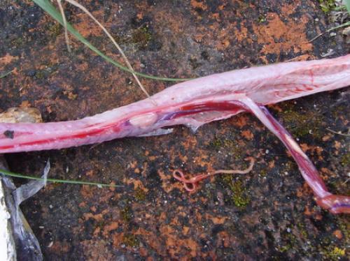 奇闻蛇腹中生寄生虫忍不住疼痛咬腹自尽解剖组图欣赏