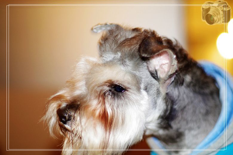 它的名字叫卡卡!