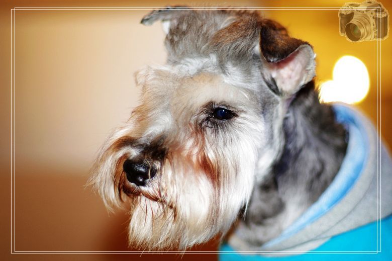 它的名字叫卡卡!