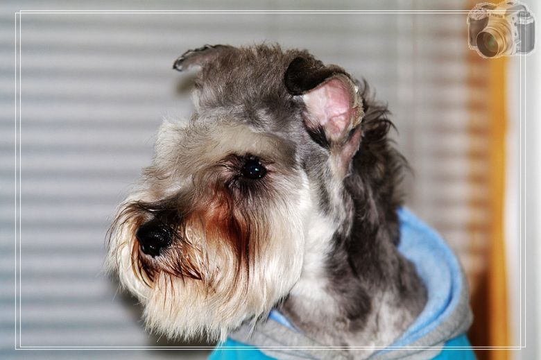 它的名字叫卡卡!