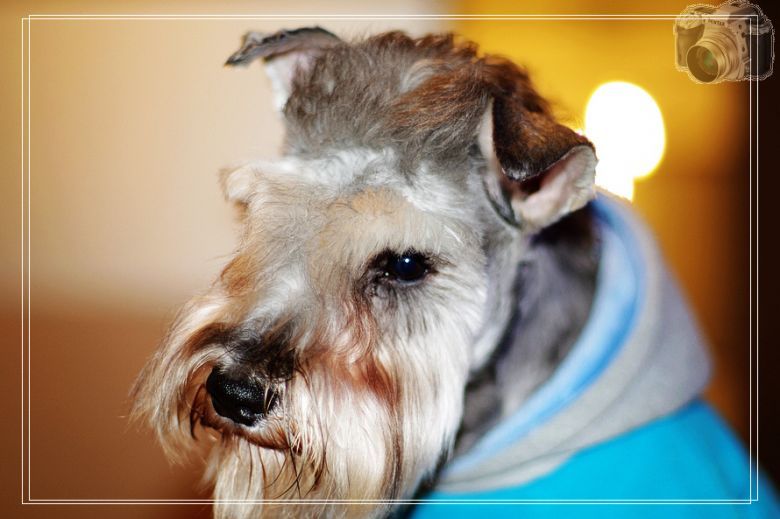 它的名字叫卡卡!