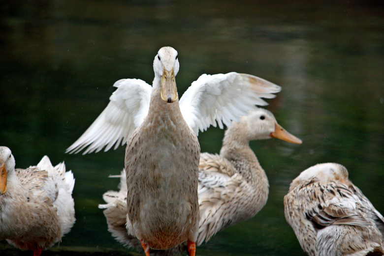 春江水暖鸭先知