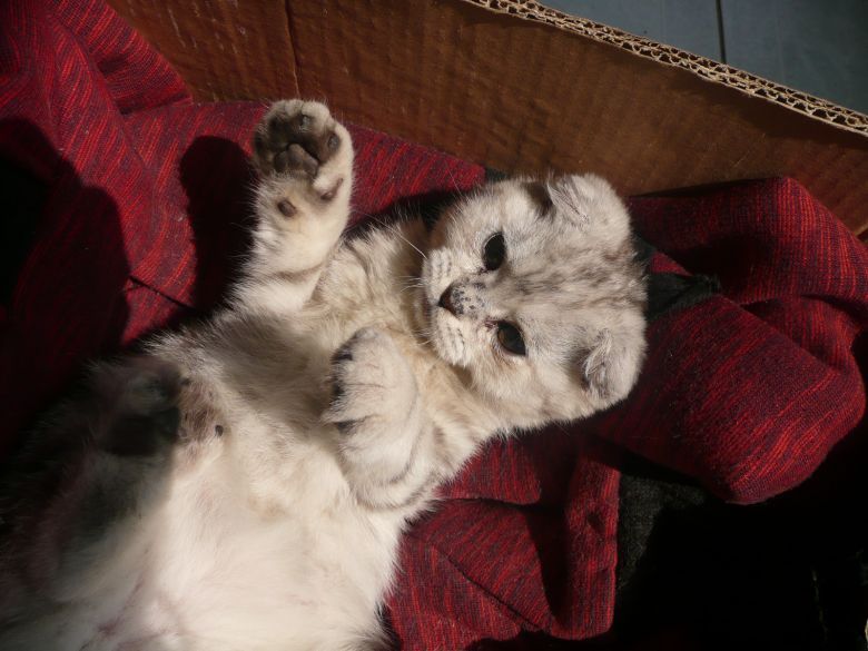 小猫体检-家有宠物-杭州19楼