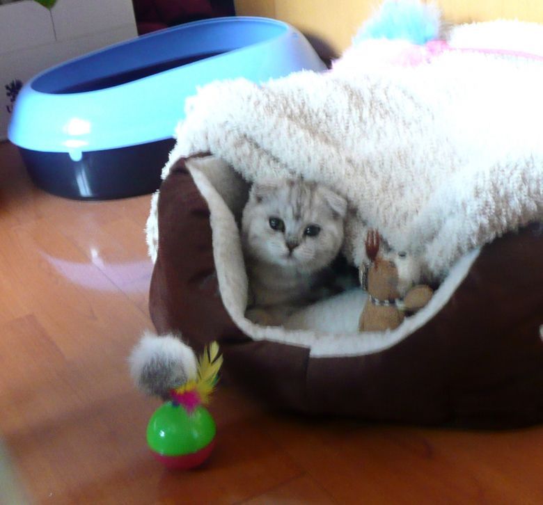 小猫体检-家有宠物-杭州19楼