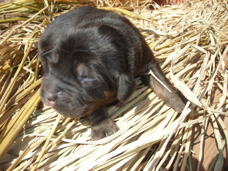 藏獒图片 幼犬 一个月图片