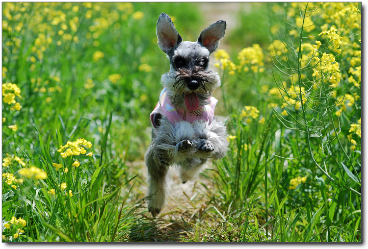 【版主故事】妈咪说,我们和油菜花一样有才。