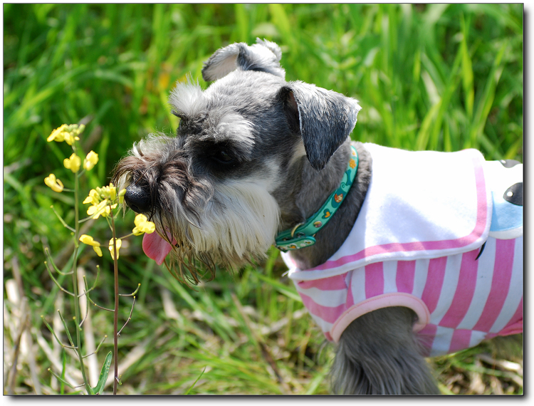 【版主故事】妈咪说,我们和油菜花一样有才。