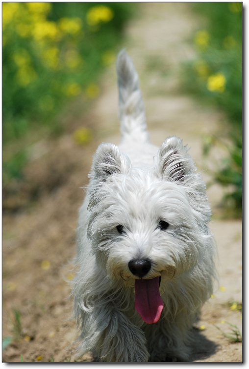 【版主故事】妈咪说,我们和油菜花一样有才。