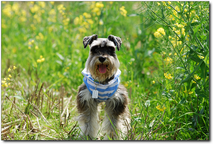 【版主故事】妈咪说,我们和油菜花一样有才。