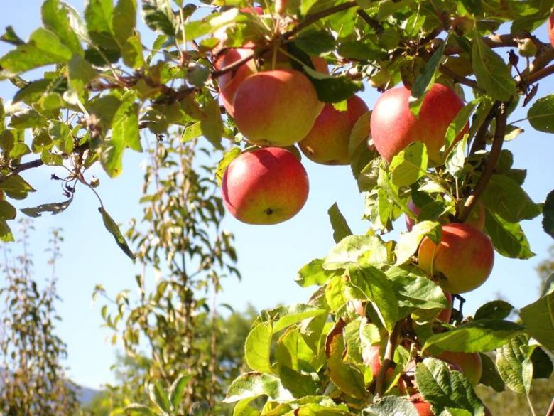 苹果树结的硕果