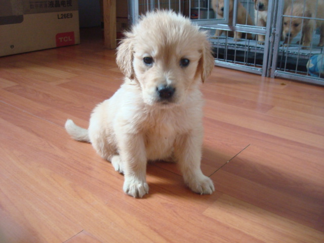 金毛妞妞和她的孩子们。成长图片持续更新中4