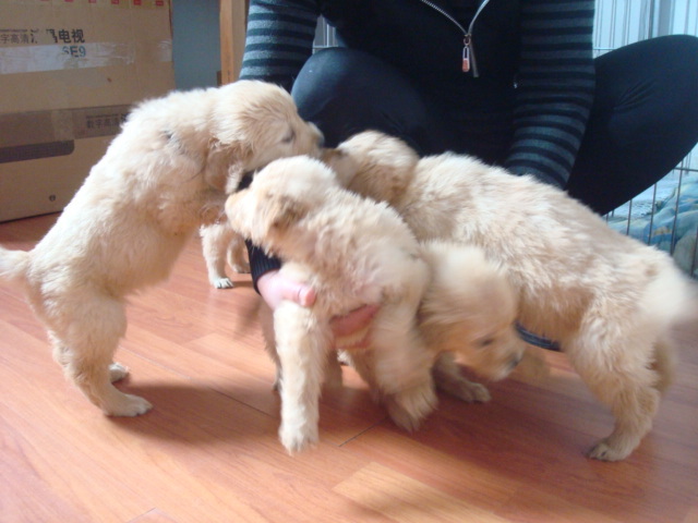 金毛妞妞和她的孩子们。成长图片持续更新中4